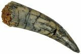 Fossil Fish Fang (Aidachar) - Kem Kem Beds, Morocco #329067-1